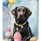 Edge Collections - 11.25" X 15.50" - Multicolor - Labrador Retriever Birthday Yard Flag - 1 Piece